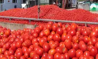 گوجه‌فرنگی ایرانی رهسپار سوریه شد!
