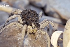 تصاویری شگفت‌انگیز از مادری یک عنکبوت