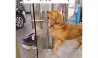 حرکت عجیب یک سگ در حین دعوا با هم‌نوعش!