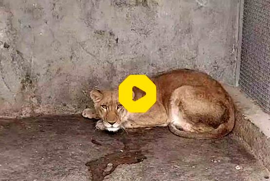 اولین فیلم از کشف یک شیر در باغ وحش خانگی