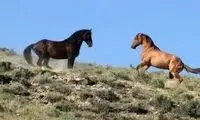 ویدئو دلبربا از کوچ بهاری اسب‌ها در استان گیلان