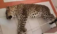 شلیک به پلنگ از ترس جان گوسفندها