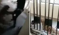 حمله یوزپلنگ، جلسه دادگاه را به خون کشید