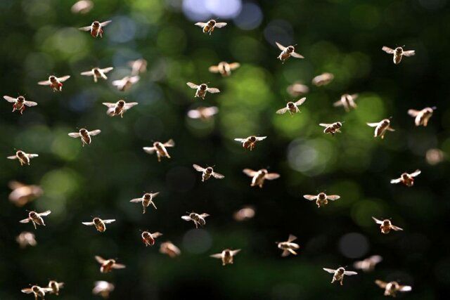 فرار میلیون‌ها زنبور عسل از یک کامیون خبرساز شد 