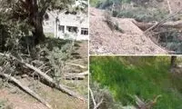 تصاویر جدید از قطع درختان در موسسه ژئوفیزیک