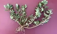 این سبزی درمان قند خون و ۹۹ درد است!
