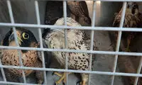 کشف ۲۴ پرنده نایاب به ارزش ۷ میلیارد در بوشهر!