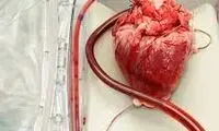 این خوراکی خوشمزه را بخورید تا قلب‌تان سالم بماند