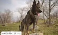 ویدئو جالب از یک سگ تعمیرکار در سیاهکل