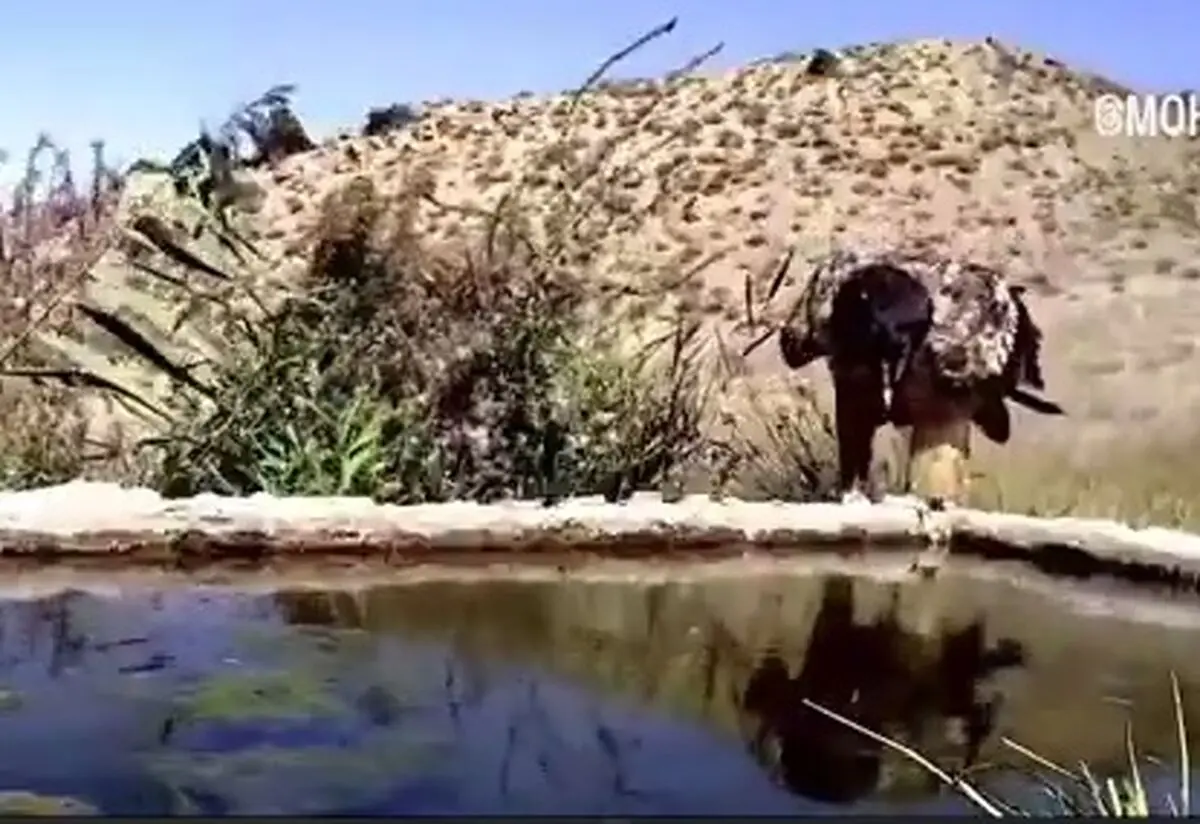 ثبت لحظه کم‌نظیر فرود هما در ایران