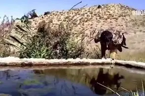 ثبت لحظه کم‌نظیر فرود هما در ایران