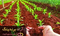 چتر ثروت را کود به من داد