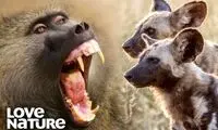  یک بابون در محاصره ۲۰ سگ وحشی، کدامیک پیروز می‌شوند؟