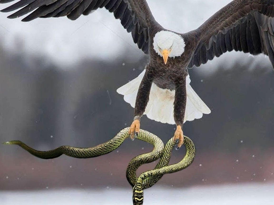 عقاب، مار خطرناک را در حمله‌ای برق آسا شکار کرد