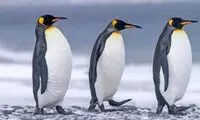 ترامپ به جزایر پنگوئن‌ها هم رحم نکرد!