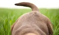 سگ‌ها تنها این کار را با دُم خود انجام نمی‌دهند!