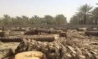 این درختان ایستاده می‌میرند!