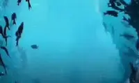 استقبال از عایشه گل در ایران با ویدئو اختصاصی!