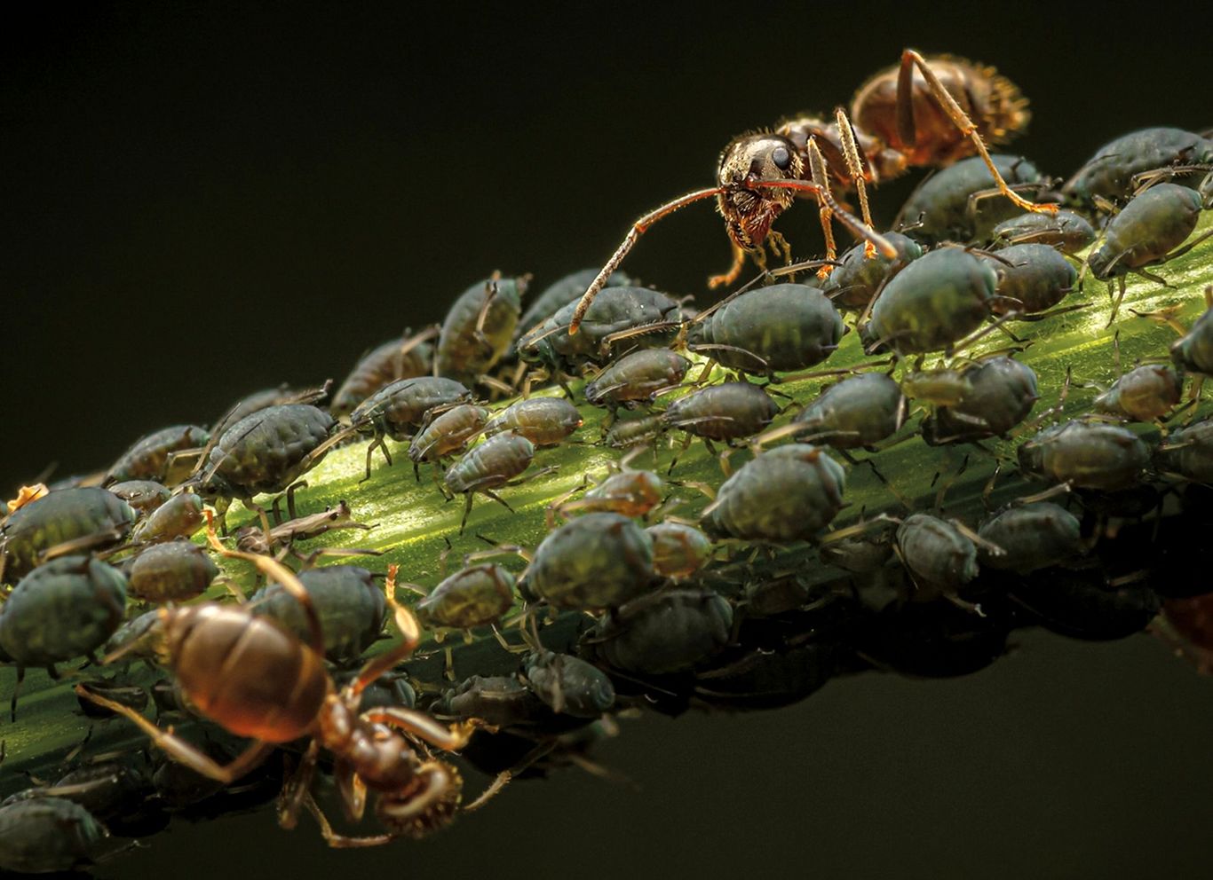عکس‌هایی خارق‌العاده و هیولاوار از صورت مورچه‌ها