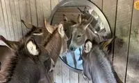 رقابت الاغ‌ها برای دیدن خود در آینه!