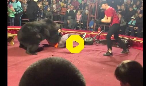 حمله خرس سیرک به مربی‌اش مقابل تماشاچیان