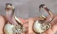 لحظه بیرون‌آمدن بچه مار کبرا از تخم