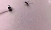 تکنیک عجیب شکار و له کردن یک پشه با آهن‌ربا!