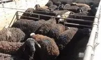 دستگیری ۲ چوپان سارق در تهران
