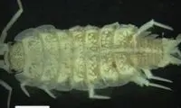 این حشره ترسناک ایرانی ثبت جهانی شد!