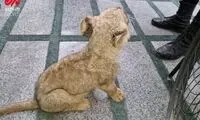 کشف توله شیر و مارهای سمی در تهران
