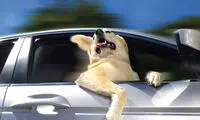 تصاویر بامزه از سگهای عشق ماشین!