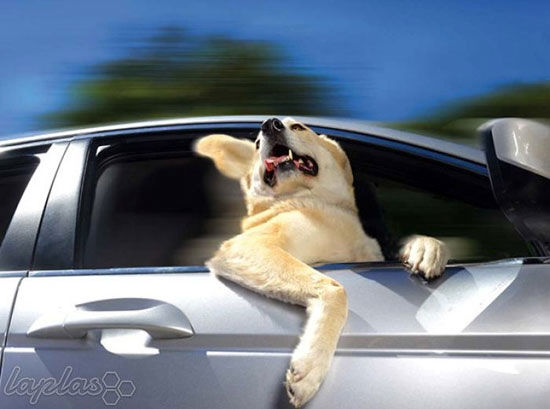 تصاویر بامزه از سگهای عشق ماشین!