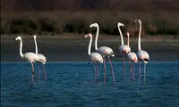 تالاب‌های ایران، چه دیدنی است!