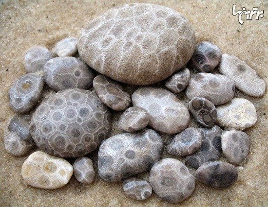 فسیل سنگ های مرجانی در سراسر ایالت میشیگان