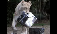 عکس: هدیه کریسمس حیوانات باغ وحش