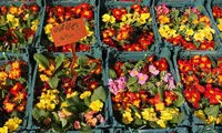عکس: عرضه گل و گیاه در آستانه نوروز