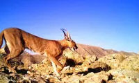 مشاهده گربه کمیاب کاراکال در پارک بموی شیراز