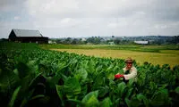 تولید سیگار کوبایی‎