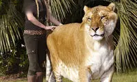 بزرگ‌ترین گربه‌سان جهان +عکس