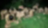 نحوه برخورد پلیس یونان با پناهجویان خبرساز شد