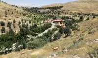 واکنش شهرداری به قطع درختان چیتگر و سرخه حصار