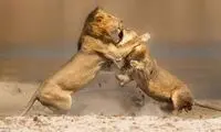 جدال دیدنی دو شیر بر سر صبحانه! +عکس