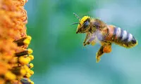 جهان بدون زنبور چگونه است؟