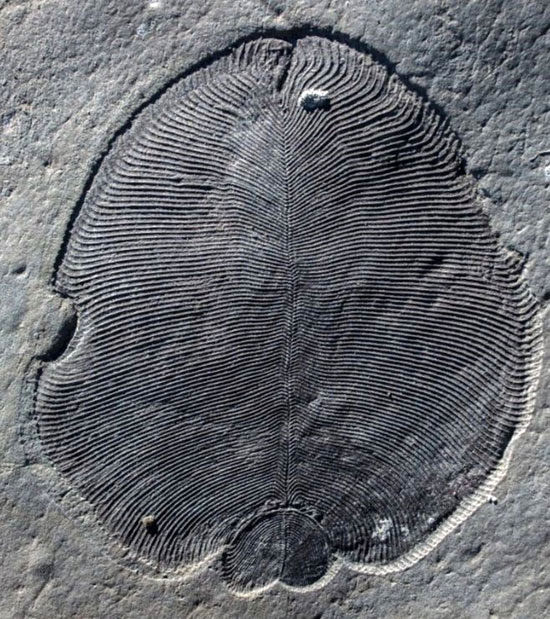 شناسایی قدیمی‌ترین فسیل دنیا