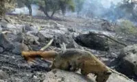 تلفات جانوران پارک ملی گلستان قابل برآورد نیست