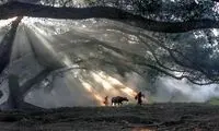 برندگان مسابقه عکاسی با آیفون سال 2016
