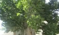 چنار ۴۷۰ ساله ایج، ثبت‌ملی شد