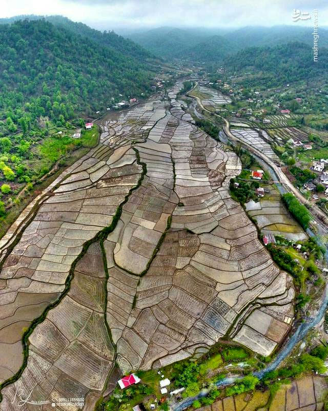تصویری زیبا از مزارع برنج شهر تالش