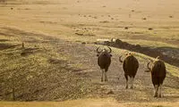 فرار ببر از دست گاومیش عصبانی! +عکس