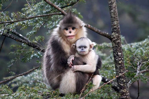 غمگین ترین میمون جهان را ببینید